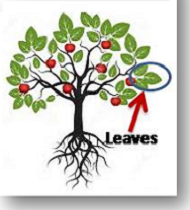 Leaves